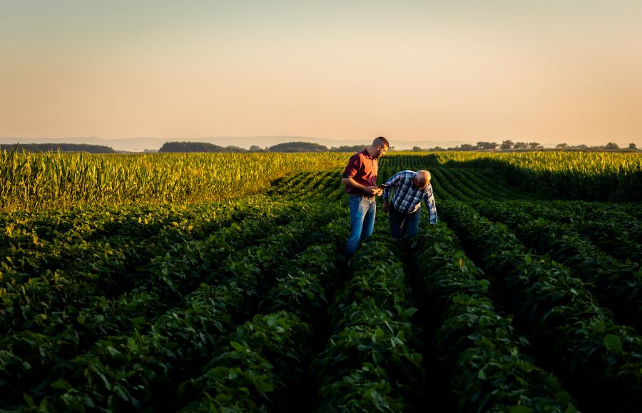 Farmers working in a field