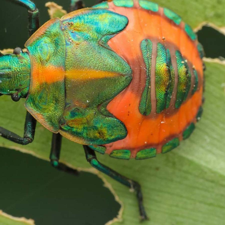 Masters Degree (MS) in Entomology