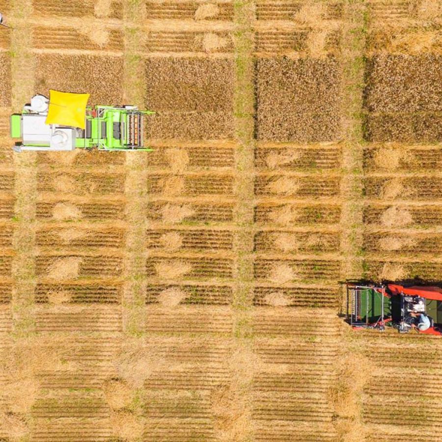 Bachelors Degree (BS) in Agriculture Individualized Curriculum